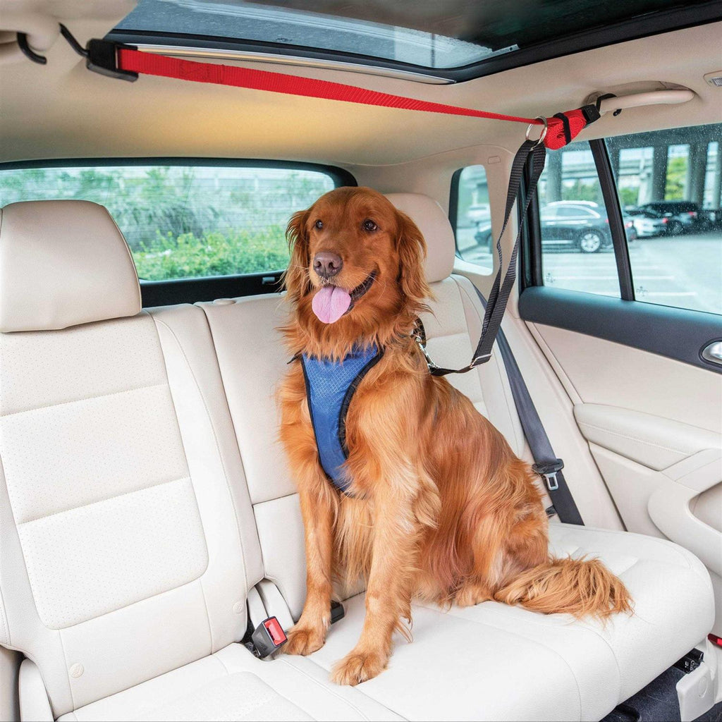 Dog Zipline F925