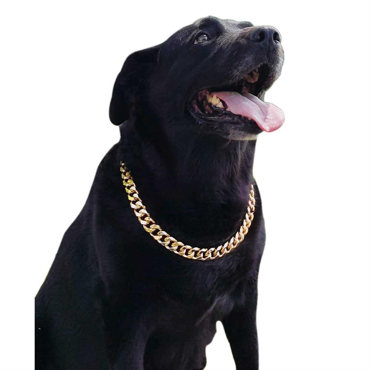 Gold Chain Cuban Link Dog Collar M1909