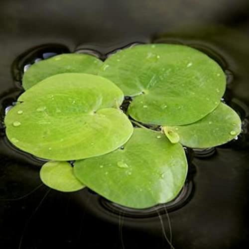 2 oz Duckweed Floating Pond Plant B161036