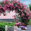 Live Climbing Rose Plant Bare Root with Soil 5 to 7 Inches C97987