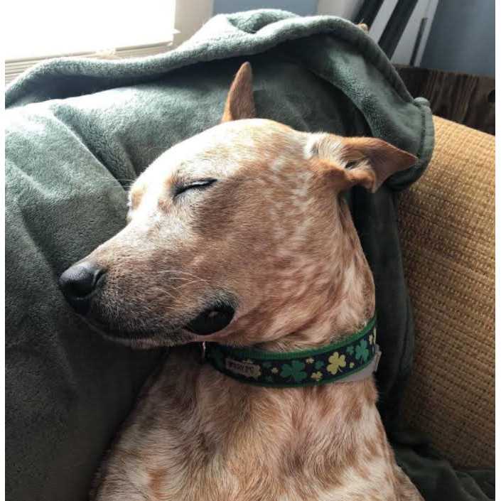 Dog Collar V417086