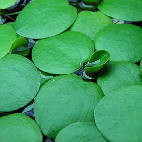 2 oz Duckweed Floating Pond Plant B161036