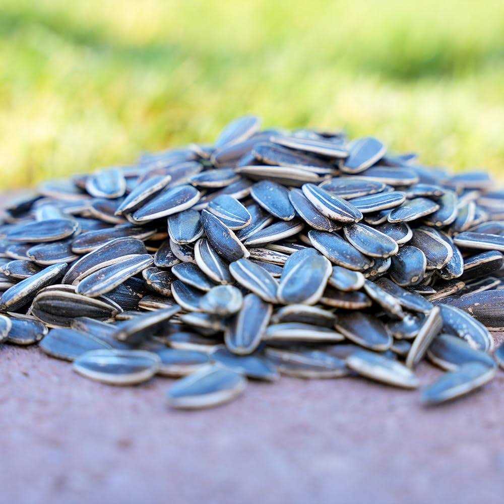 Striped Sunflower Seeds T787